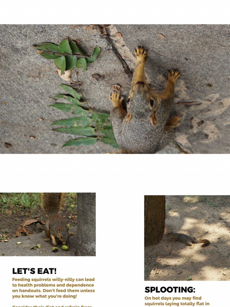 Squirrel 1 | PDF