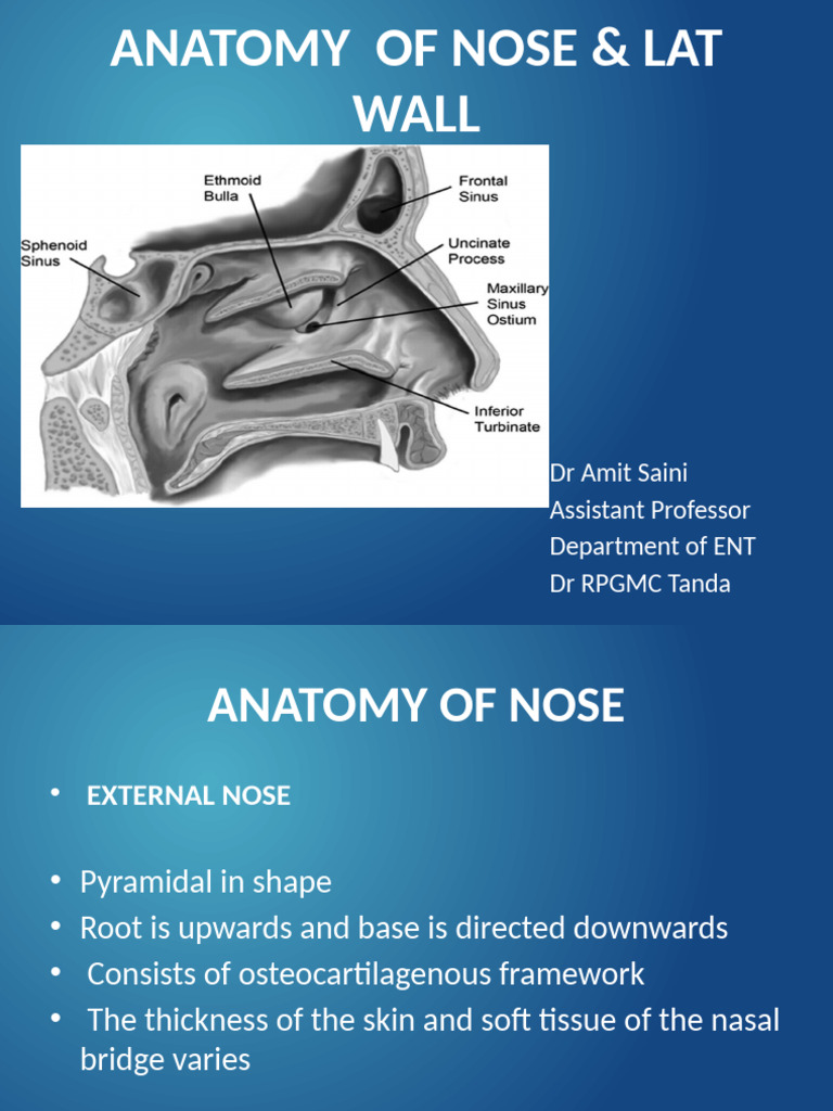 Anatomy Nose and Pns 2025 | PDF | Human Nose | Primate Anatomy