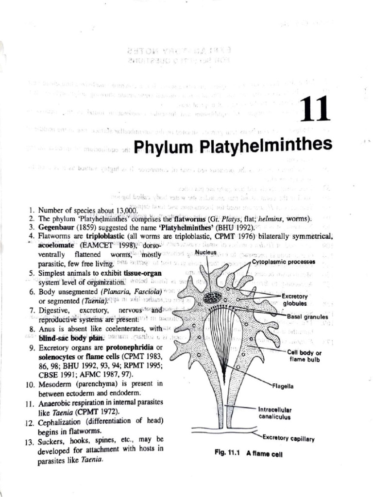 Overview of Phylum Platyhelminthes | PDF