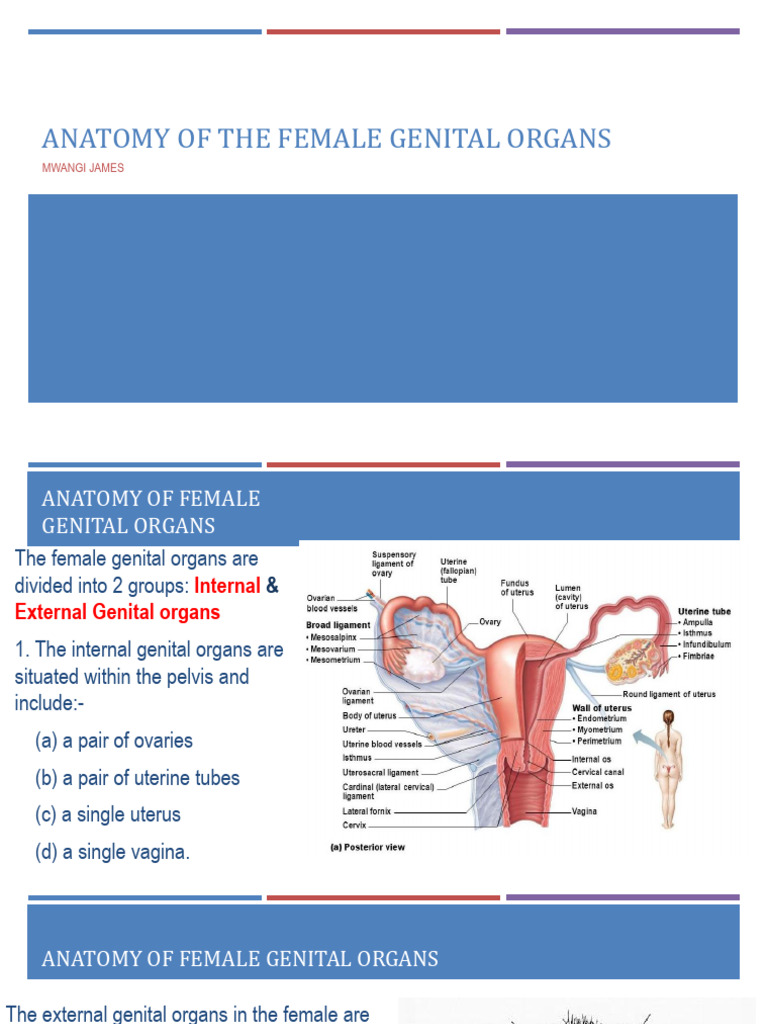 Anatomy of Female Genital Organs | PDF | Vagina | Uterus
