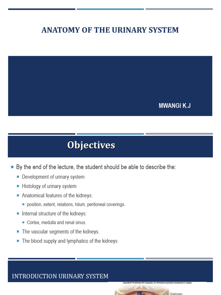 Anatomy of Urinary System | PDF | Kidney | Anatomy