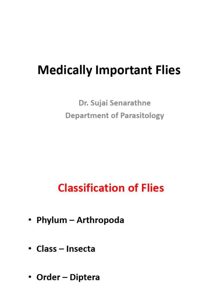 Medically Important Flies Overview | PDF | Fly | Zoology