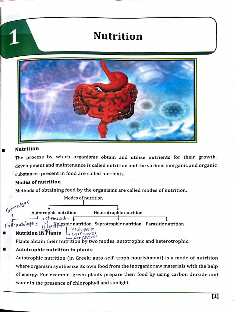 Understanding Plant Nutrition Processes | PDF | Stoma | Nutrition