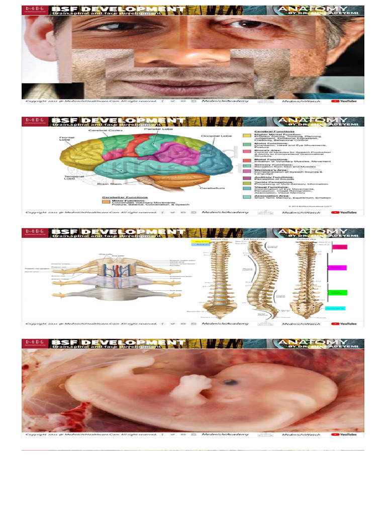 Development of Brain Spinal and Face | PDF