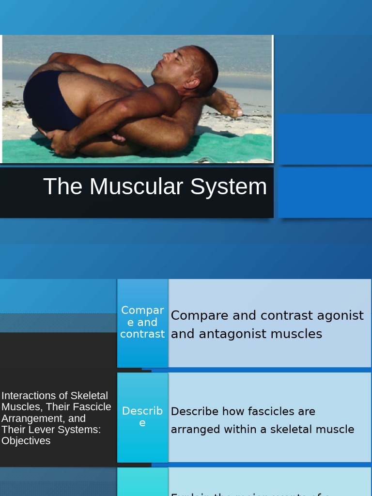 Anatomy and Physiology Lecture 8 Muscular System | PDF | Foot | Human Leg