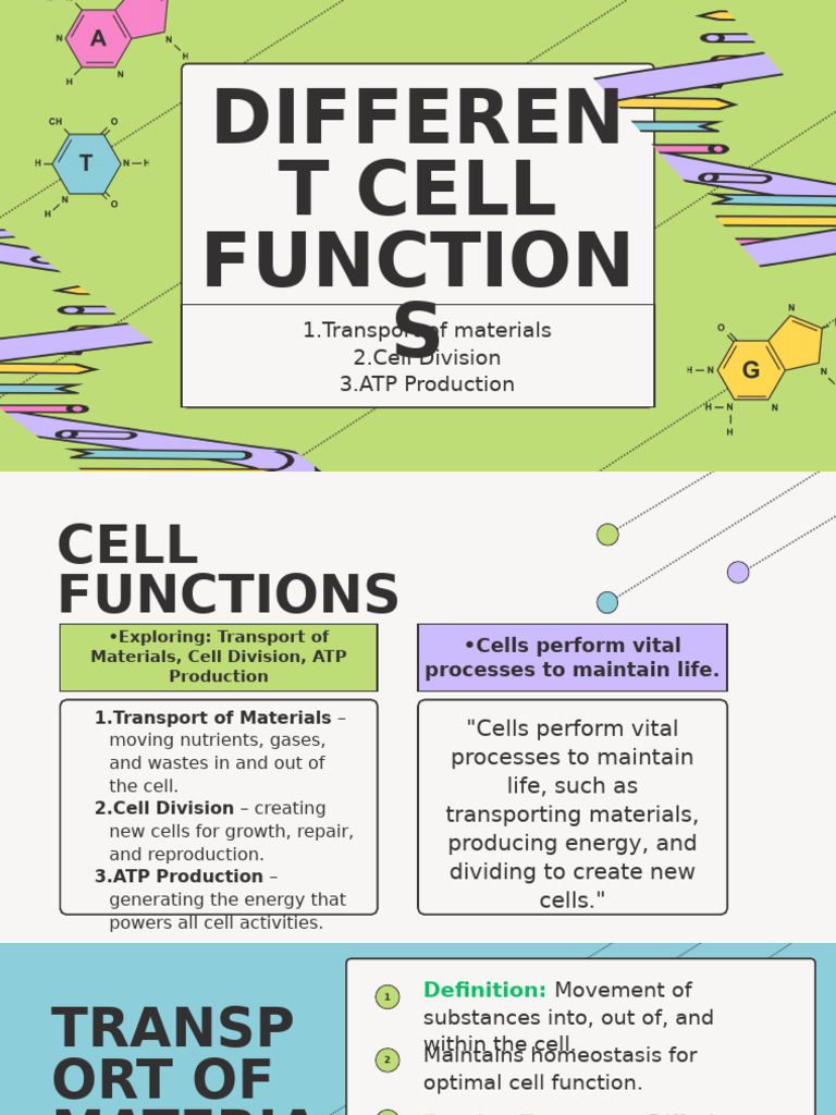 Different Cell Functions | PDF | Cell (Biology) | Mitosis