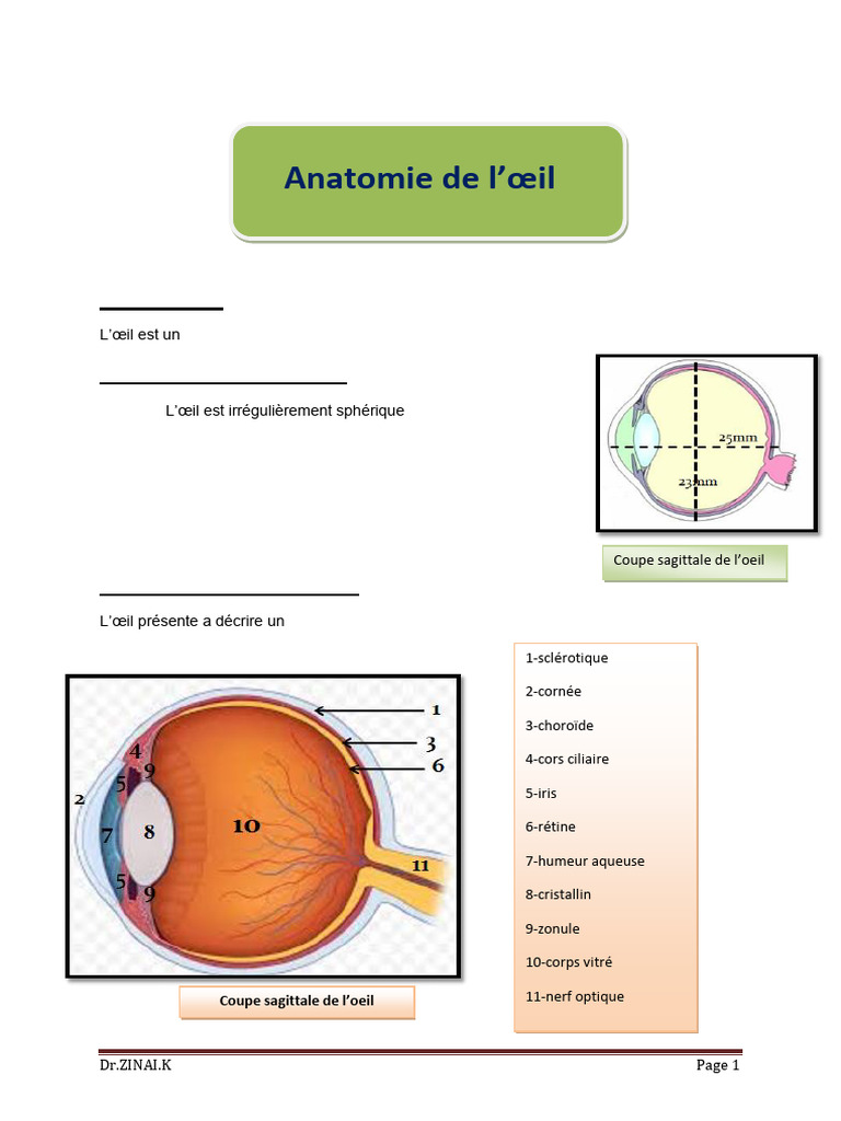 Anatomie de l'Œil Structure et Fonction PDF Œil humain — free download