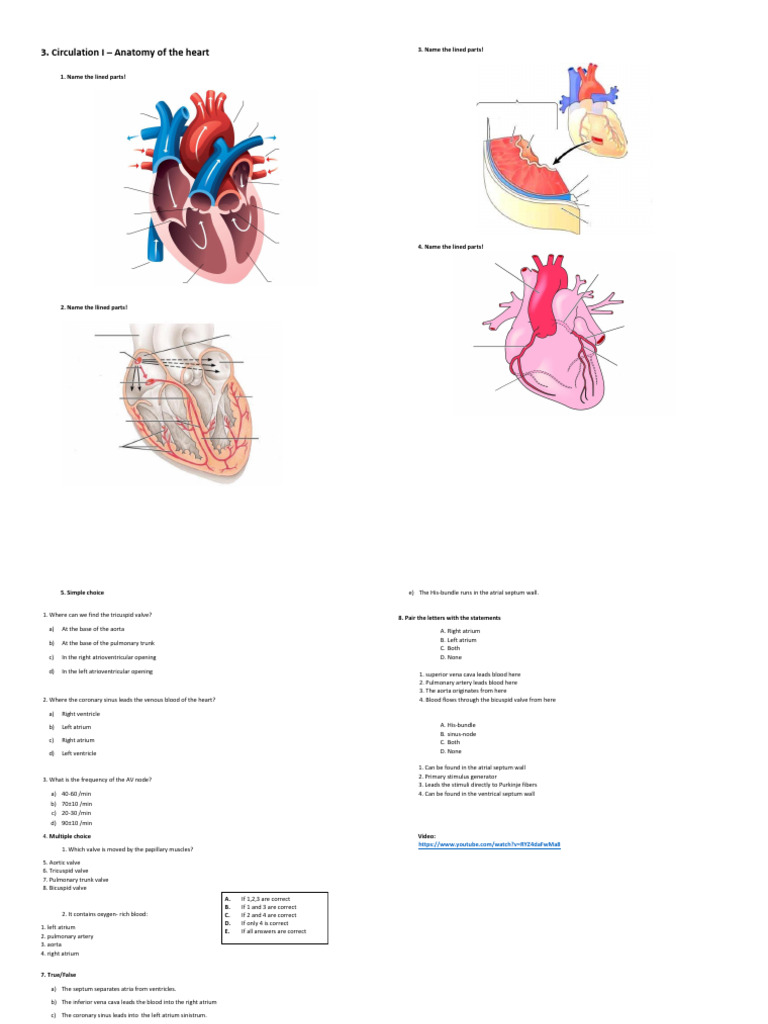 03 Booklet Circulation Heart | PDF | Atrium (Heart) | Heart Valve