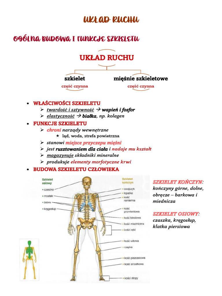 Układ Ruchu | PDF