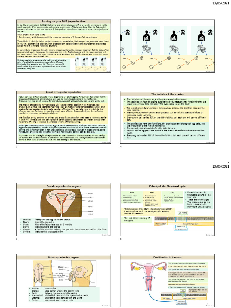 Reproduction - Summary x4 - 5 | PDF | Reproduction | Placenta