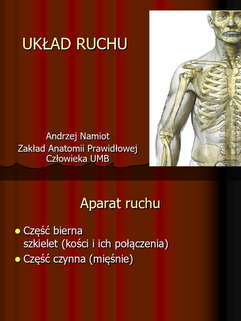 Anatomia - Kolokwium 1 | PDF