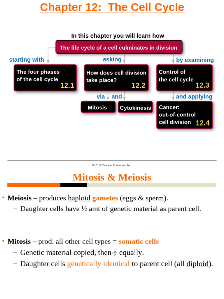 F20-Ch. 12 (Mitosis Cell Cycle) | PDF | Mitosis | Chromosome