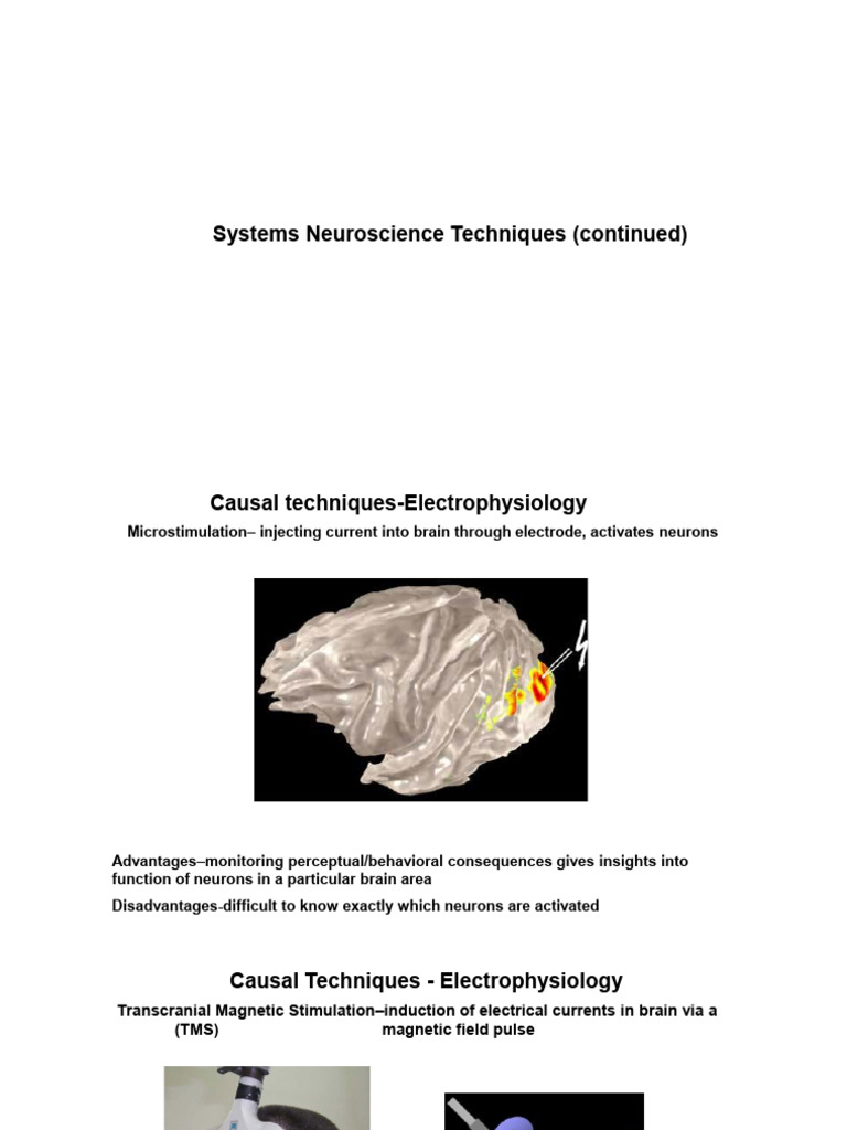 Lecture 9 Visual System 1 | PDF | Retina | Perception