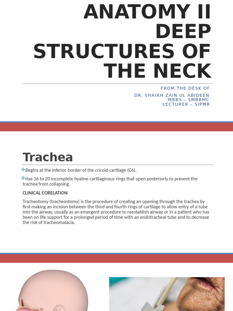 Deep Neck Structures Anatomy Guide | PDF | Thyroid | Esophagus