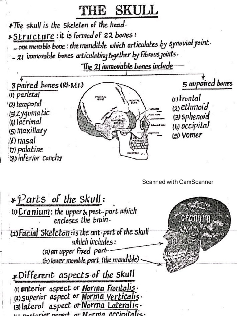 Skull | PDF