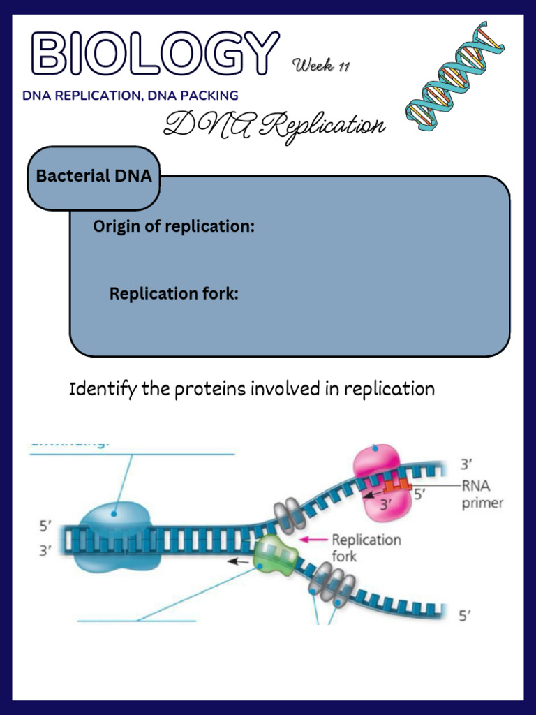 DNA Replication and Packing Overview | PDF | Dna Replication | Dna