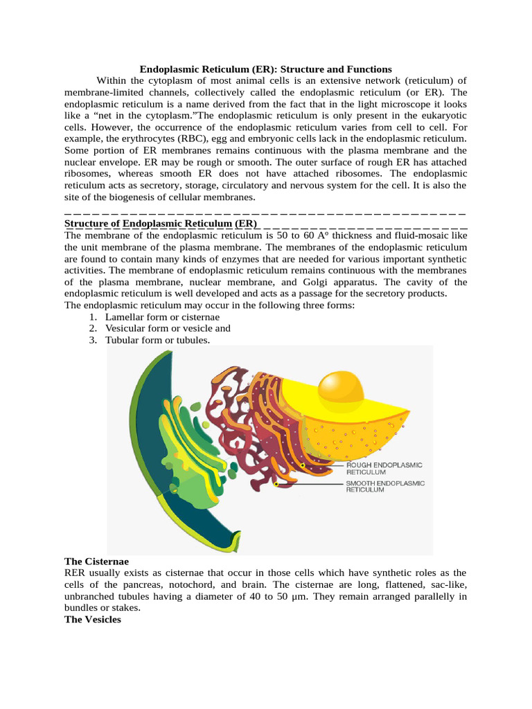 Endoplasmic Reticulum | PDF | Endoplasmic Reticulum | Biology