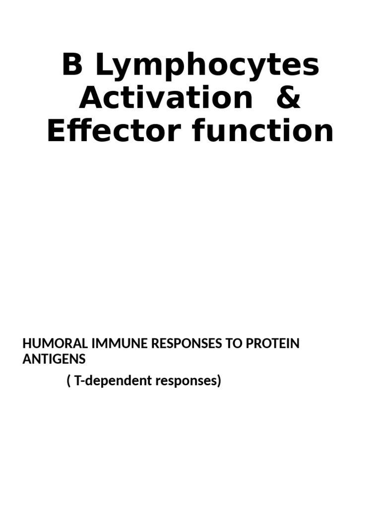 B Lymphocyte Activation and Antibody Response | PDF | B Cell | Antibody