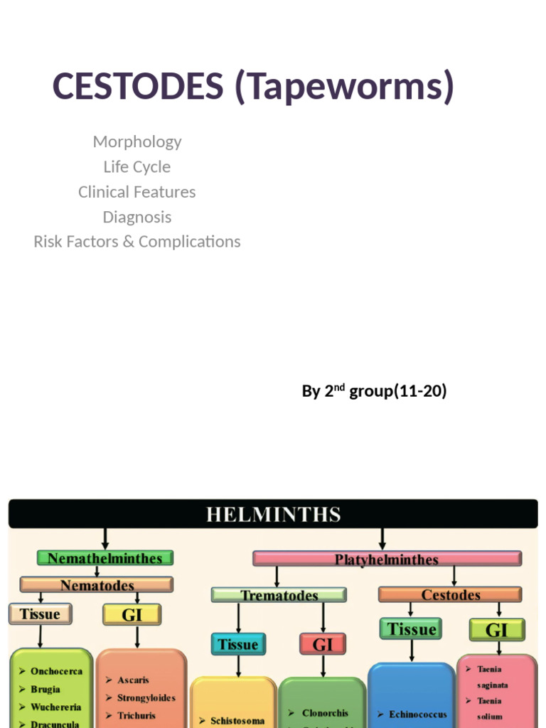 Cestodes 3 | PDF
