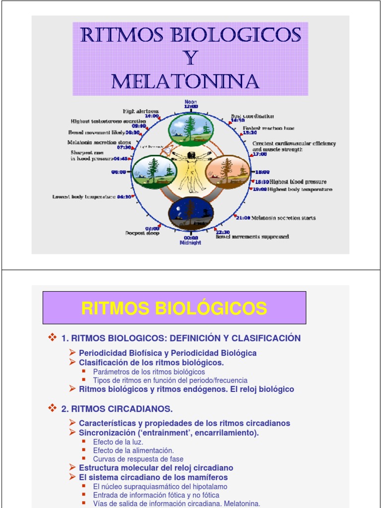 Ritmos Biológicos y Melatonina: Guía Completa | PDF | Ritmo circadiano ...