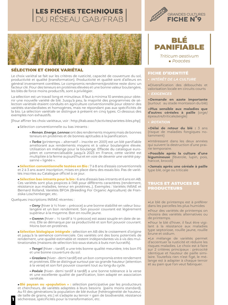 Choix variétal et culture du blé | PDF | Blé | Maïs