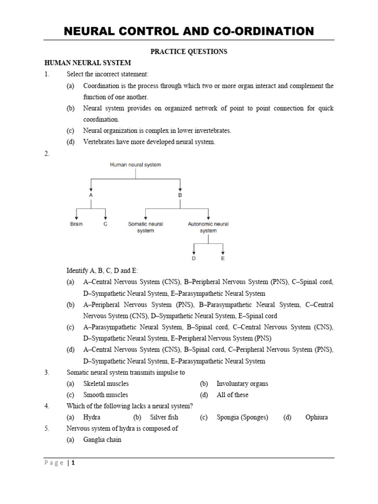 Human Neural System Practice Questions | PDF | Chemical Synapse | Synapse