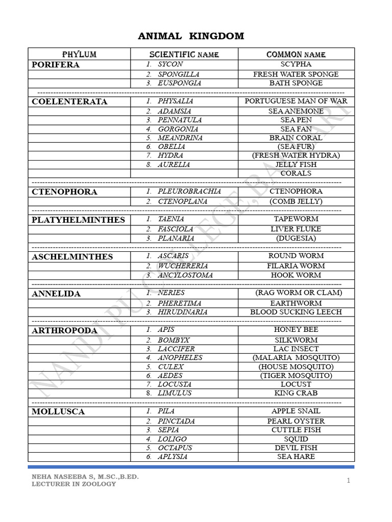 Phylums Examples 2024 | PDF | Zoology