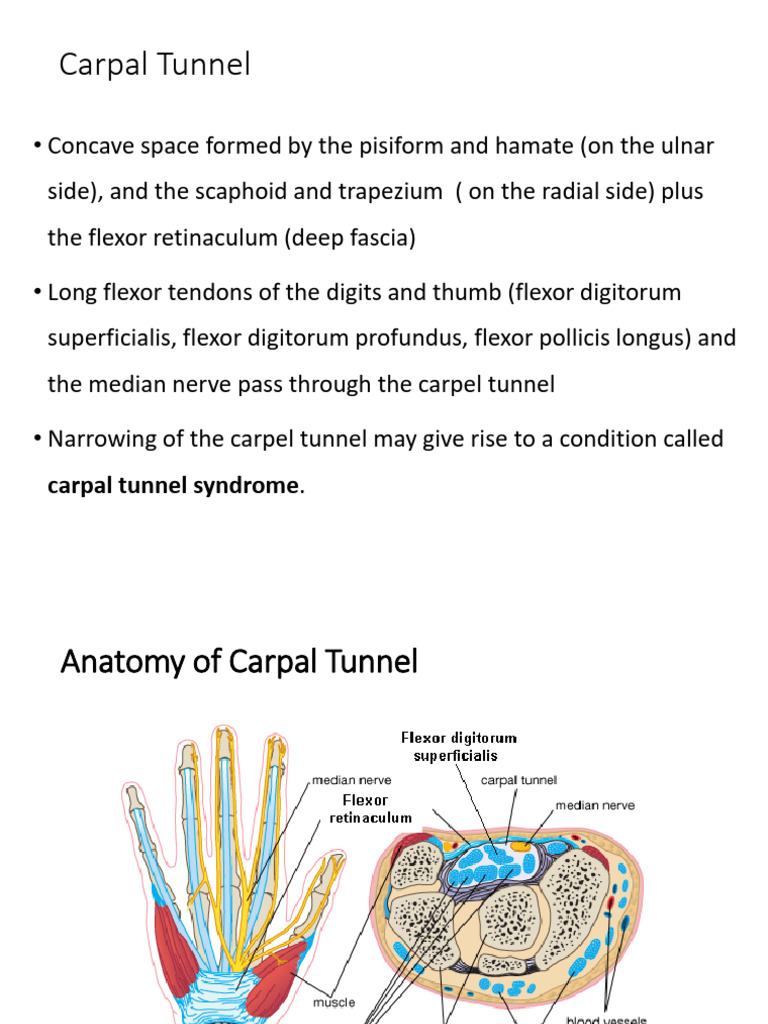 Carpal Tunnel Syndrome and Disorders | PDF