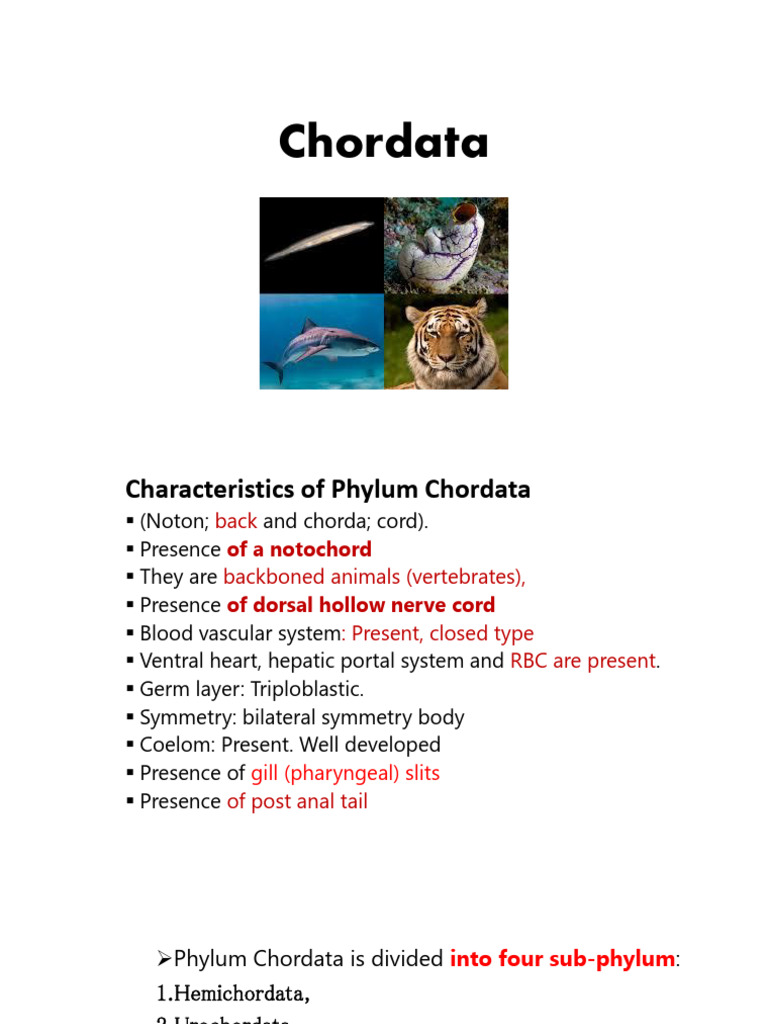 Chordata 1 | PDF | Amphibian | Vertebrates