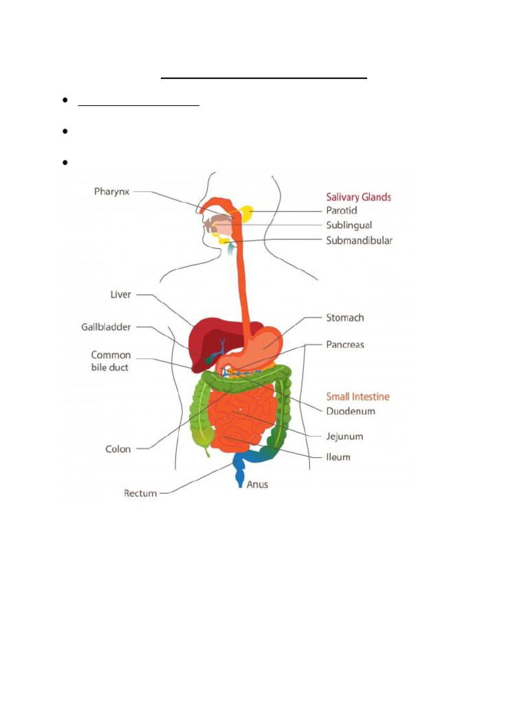 Overview of the Human Digestive System | PDF | Digestion | Human ...