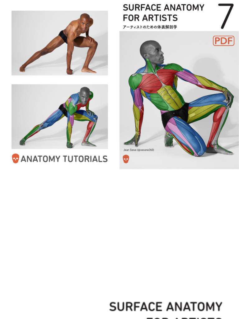 Surface Anatomy For Artists 7 Spread | PDF