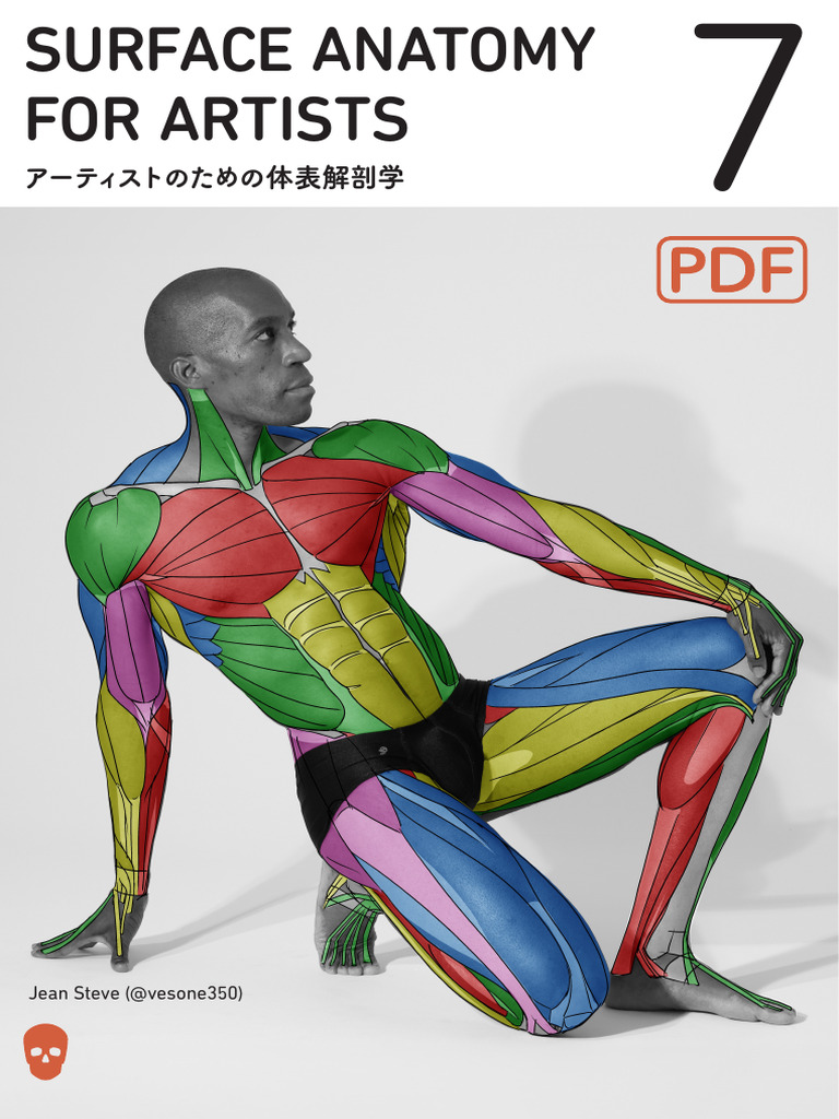Surface Anatomy For Artists 7 | PDF