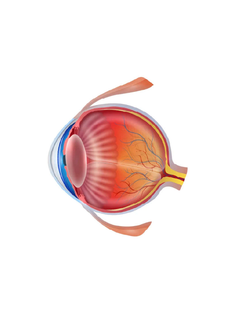Oeil 1 PDF — free download