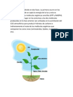 La Fotosíntesis Se Divide en Dos Fases