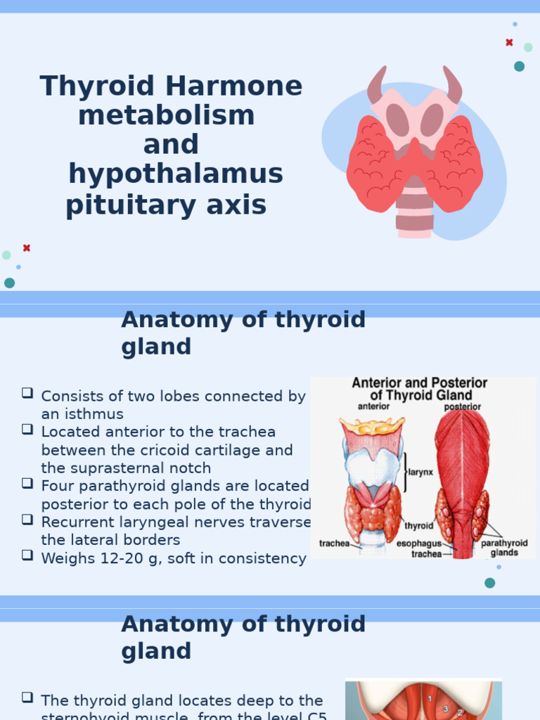 Thyroid Gland Anatomy and Hormone Function | PDF | Thyroid | Thyroid ...