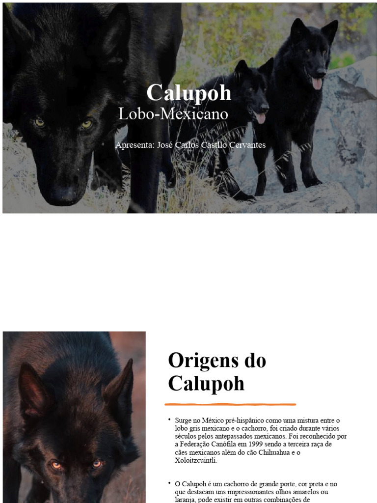 Calupoh: Características e Cuidados | PDF | Cães | México