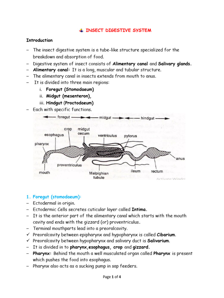 Study of Insect Digestive System | PDF | Stomach | Human Digestive System