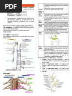Nervios de la Columna Vertebral | PDF | Anatomía humana | Neuroanatomía