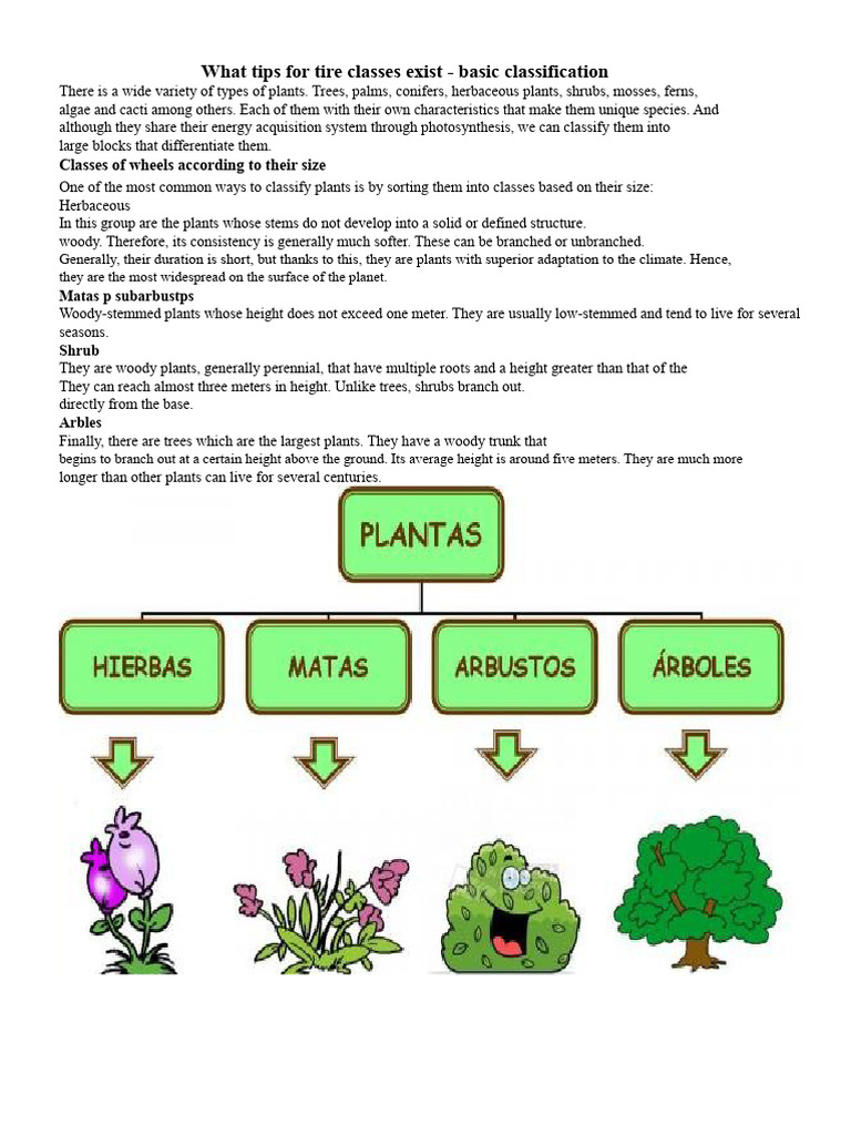 Tire Classification Tips and Types | PDF | Shrub | Plants