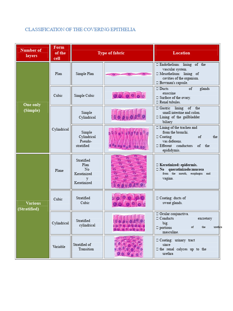 Covering Epithelia Classification Guide | PDF | Epithelium | Anatomy