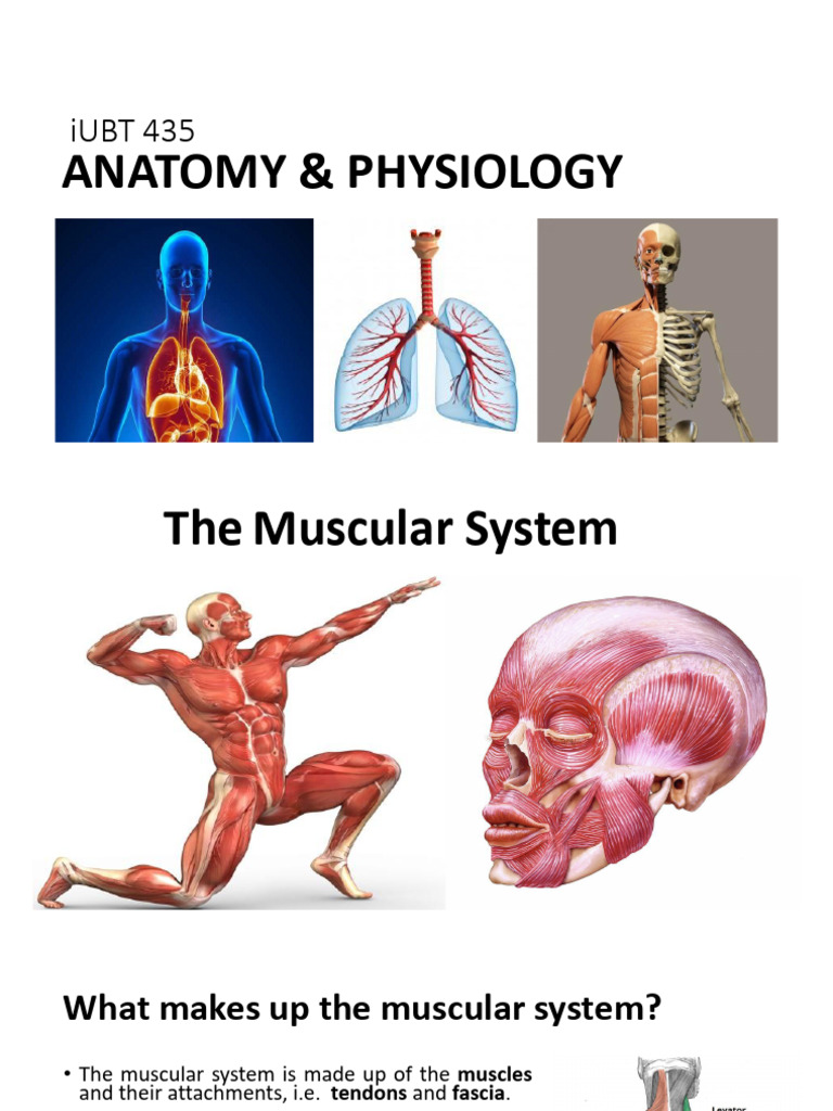 iUBT435 - (5) The Muscular System - Add Hand Muscles | PDF | Skeletal ...