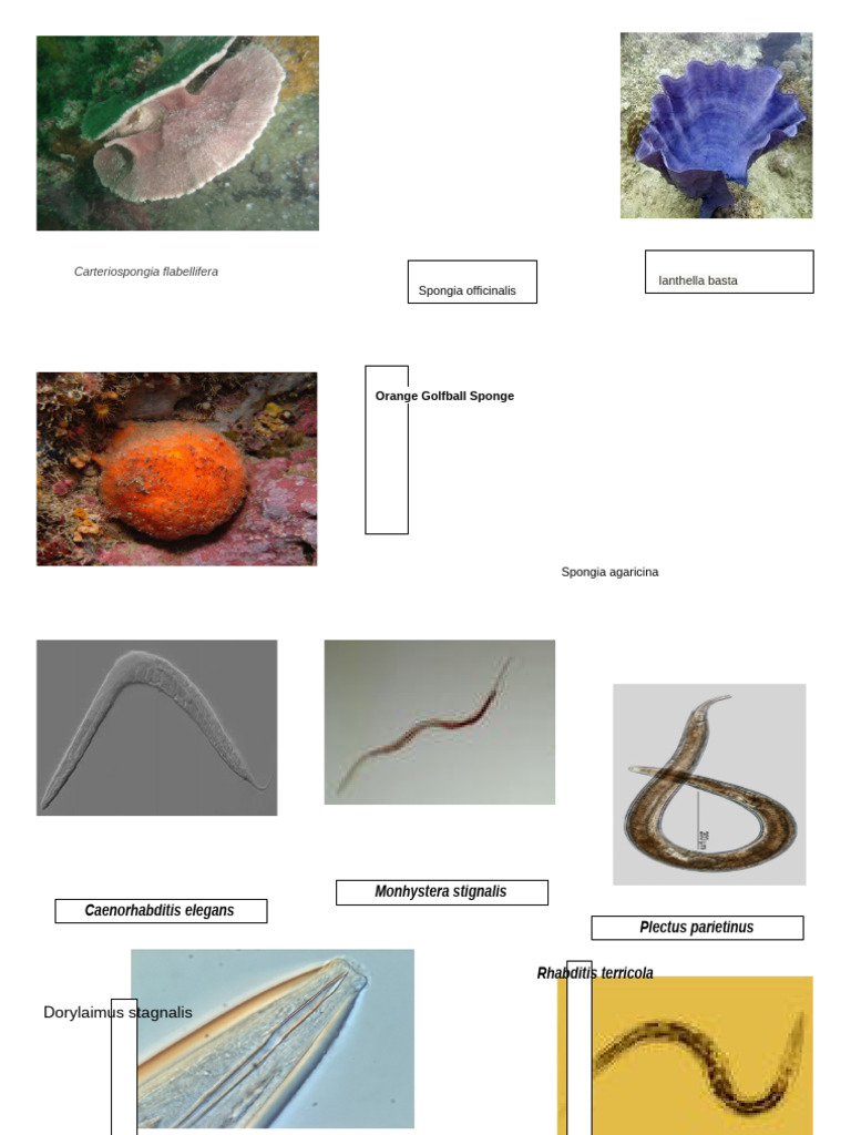 Phylum Chordata and Mollusca | PDF