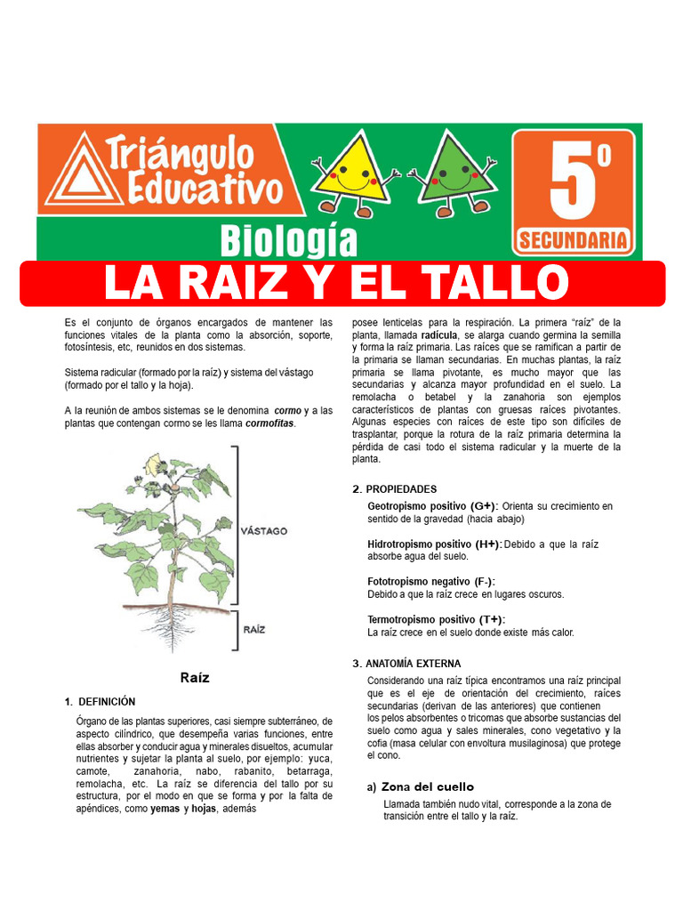 Anatomía y Funciones de Raíces en Plantas | PDF | Raíz | Tallo de la planta