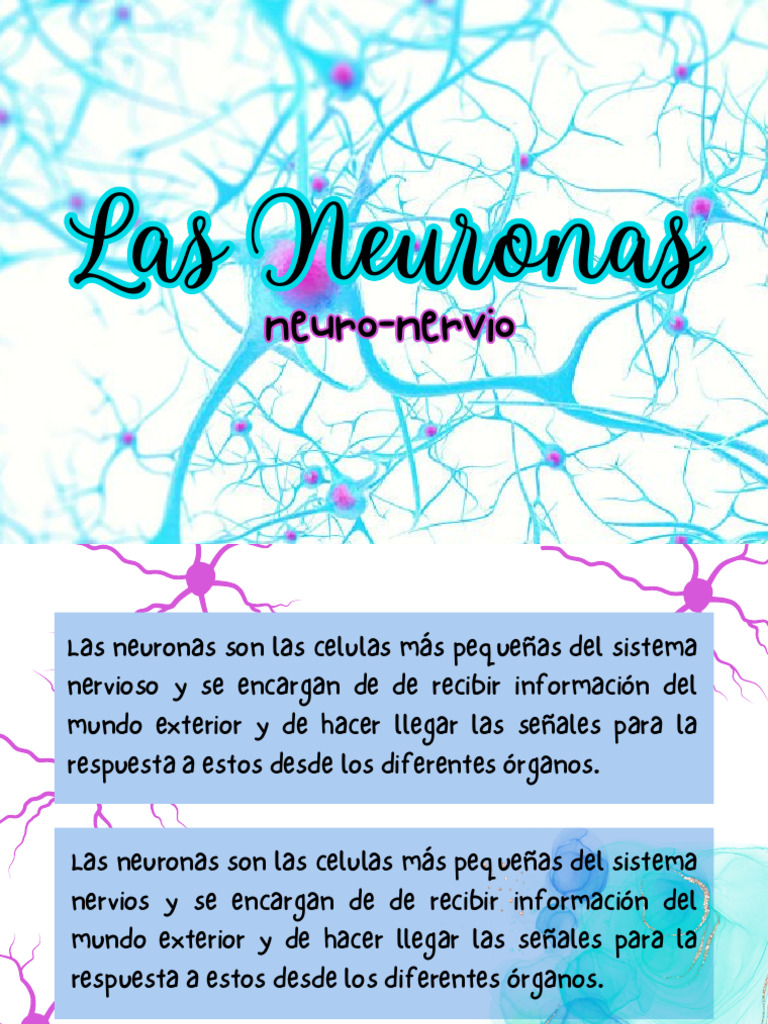 Tipos y Funciones de las Neuronas | PDF | Neurona | Sistema nervioso