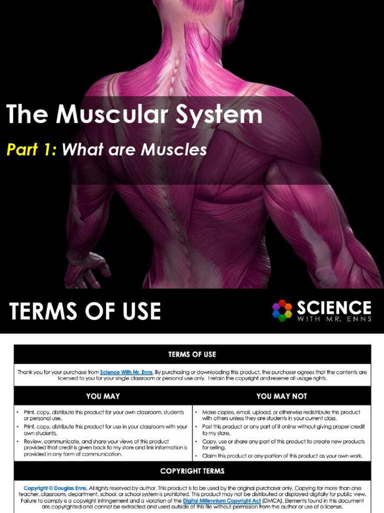Overview of the Muscular System | PDF | Skeletal Muscle | Actin