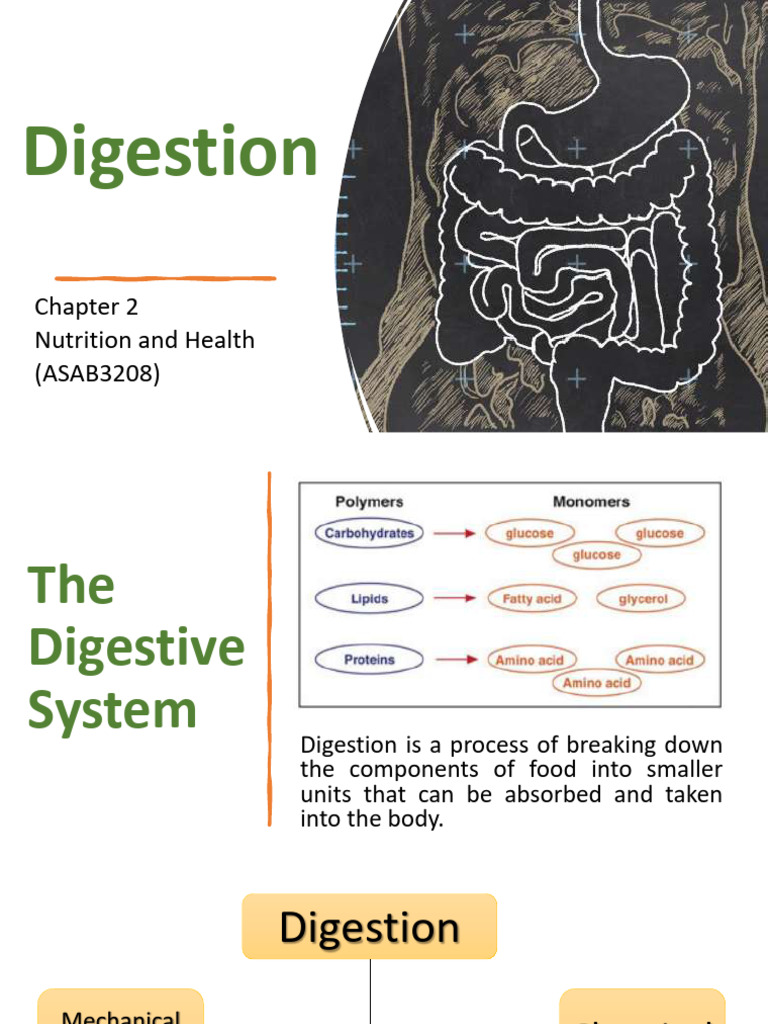 CH2 - Digestion | PDF | Digestion | Small Intestine