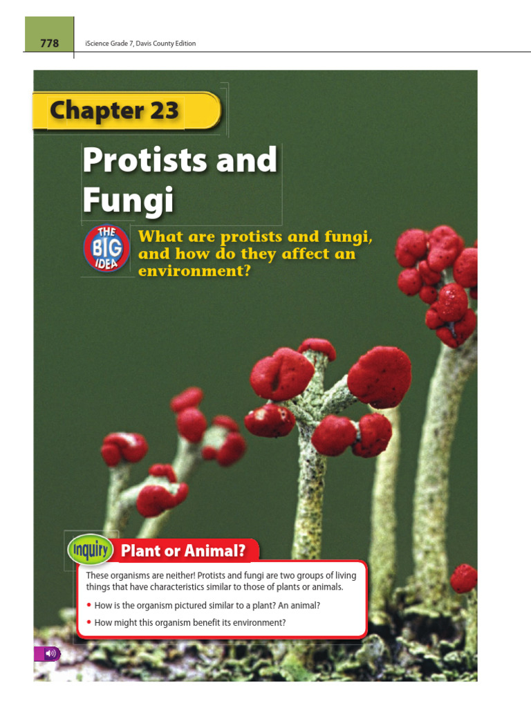 Understanding Protists and Fungi | PDF | Fungus | Algae