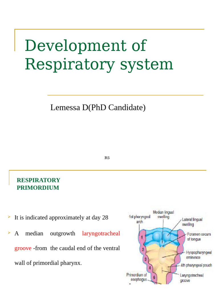Development of Respiratory System - PPTX For PG | PDF | Lung | Larynx