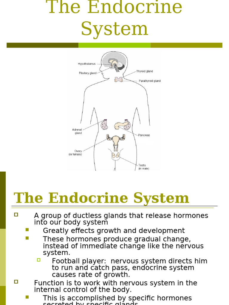Overview of the Endocrine System | PDF | Endocrine System | Hormone
