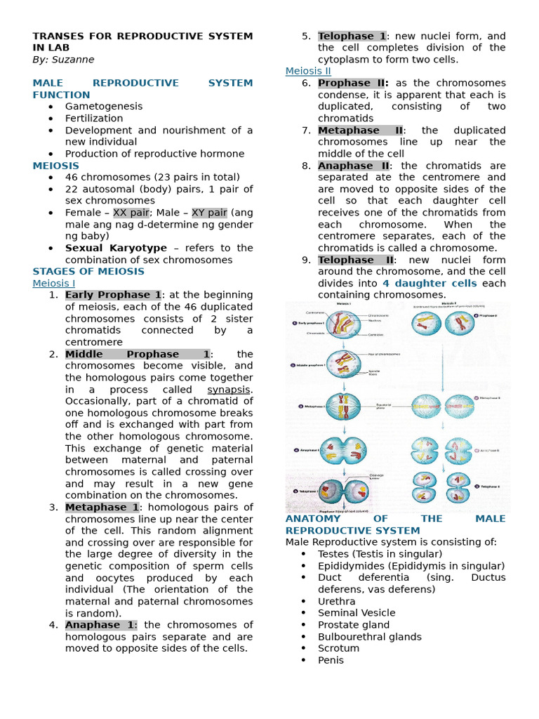 Male Reproductive System in Lab | PDF | Meiosis | Chromosome